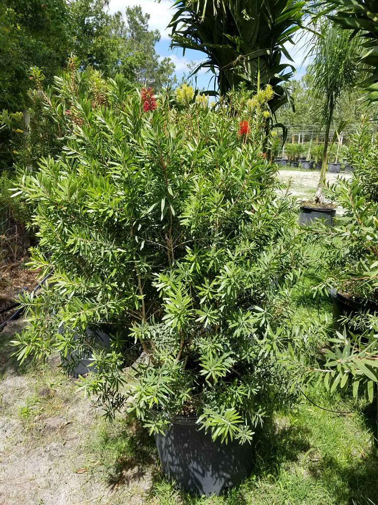 callistemon-red-cluster-bottlebrush