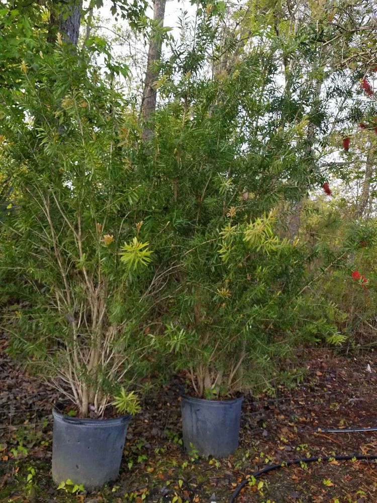 callistemon-red-cluster-bottlebrush