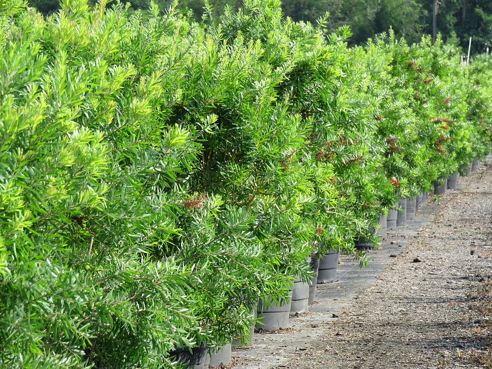 callistemon-red-cluster-bottlebrush