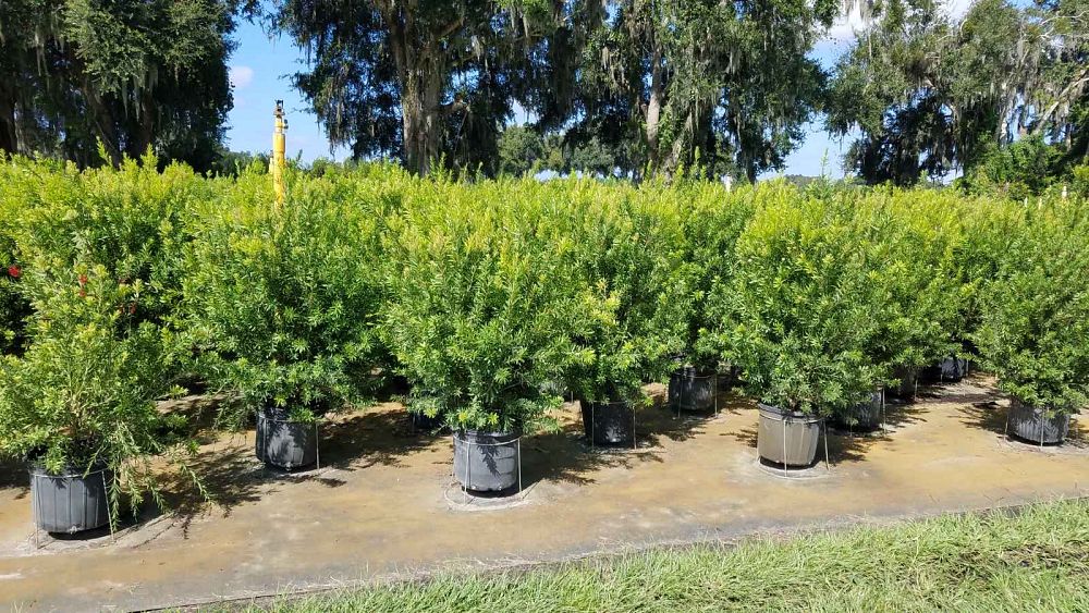 callistemon-red-cluster-bottlebrush