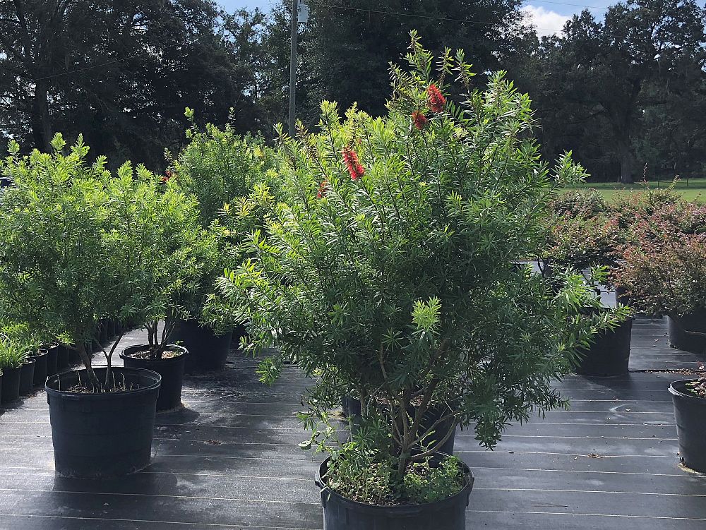 callistemon-red-cluster-bottlebrush