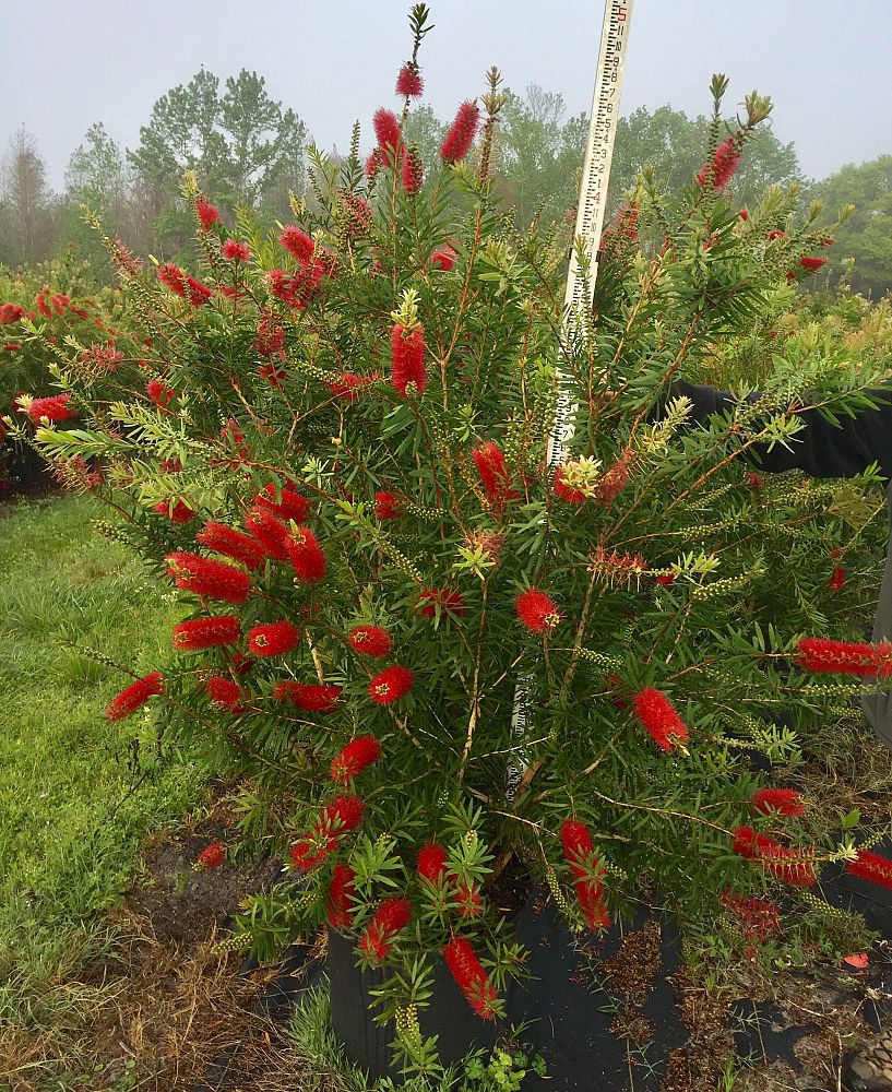 callistemon-red-cluster-bottlebrush