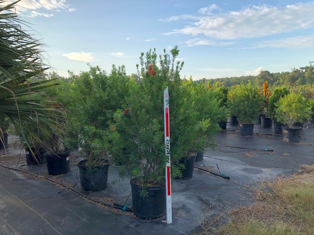 callistemon-red-cluster-bottlebrush
