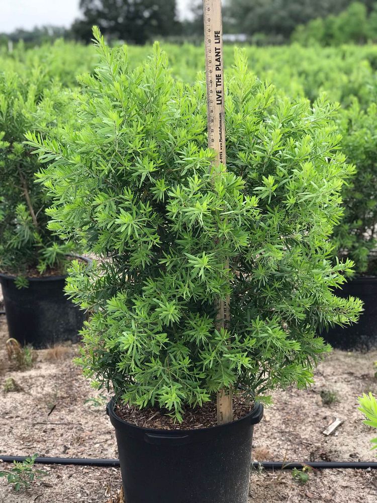callistemon-red-cluster-bottlebrush
