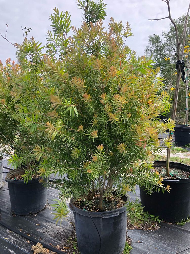 callistemon-red-cluster-bottlebrush