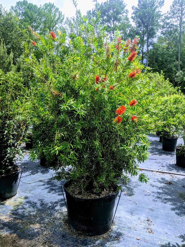 callistemon-red-cluster-bottlebrush