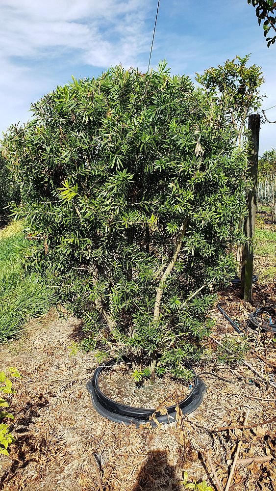 callistemon-red-cluster-bottlebrush