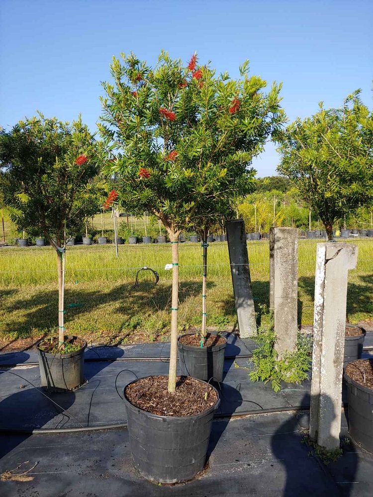 callistemon-red-cluster-bottlebrush