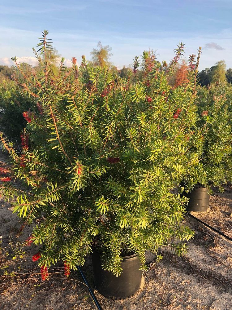 callistemon-red-cluster-bottlebrush
