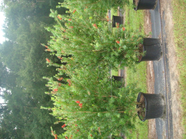 callistemon-red-cluster-bottlebrush