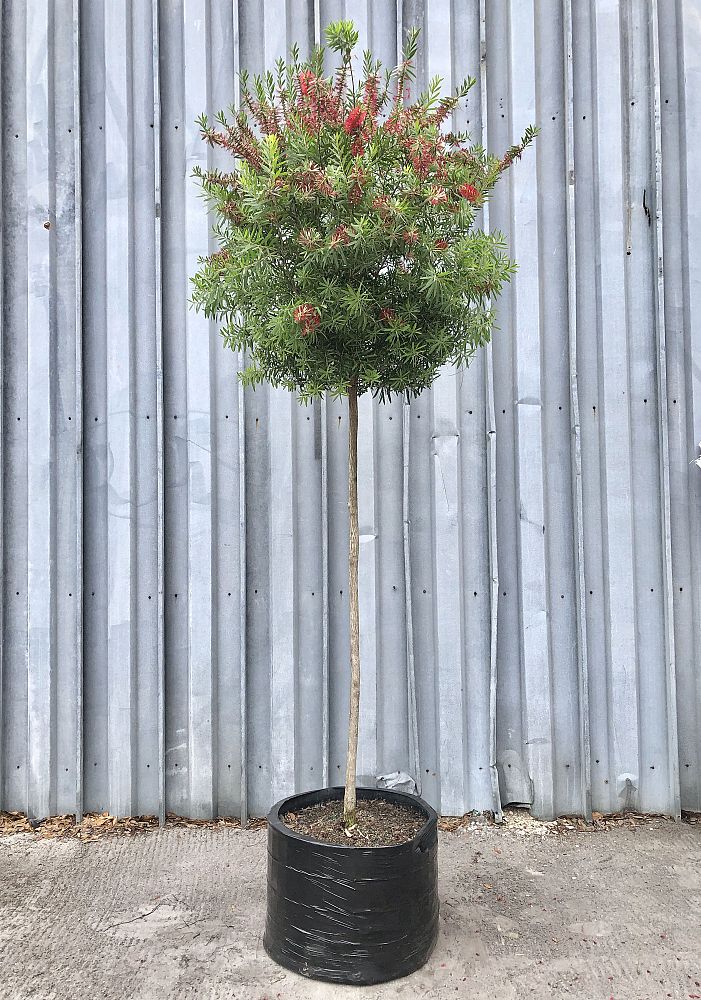 callistemon-red-cluster-bottlebrush