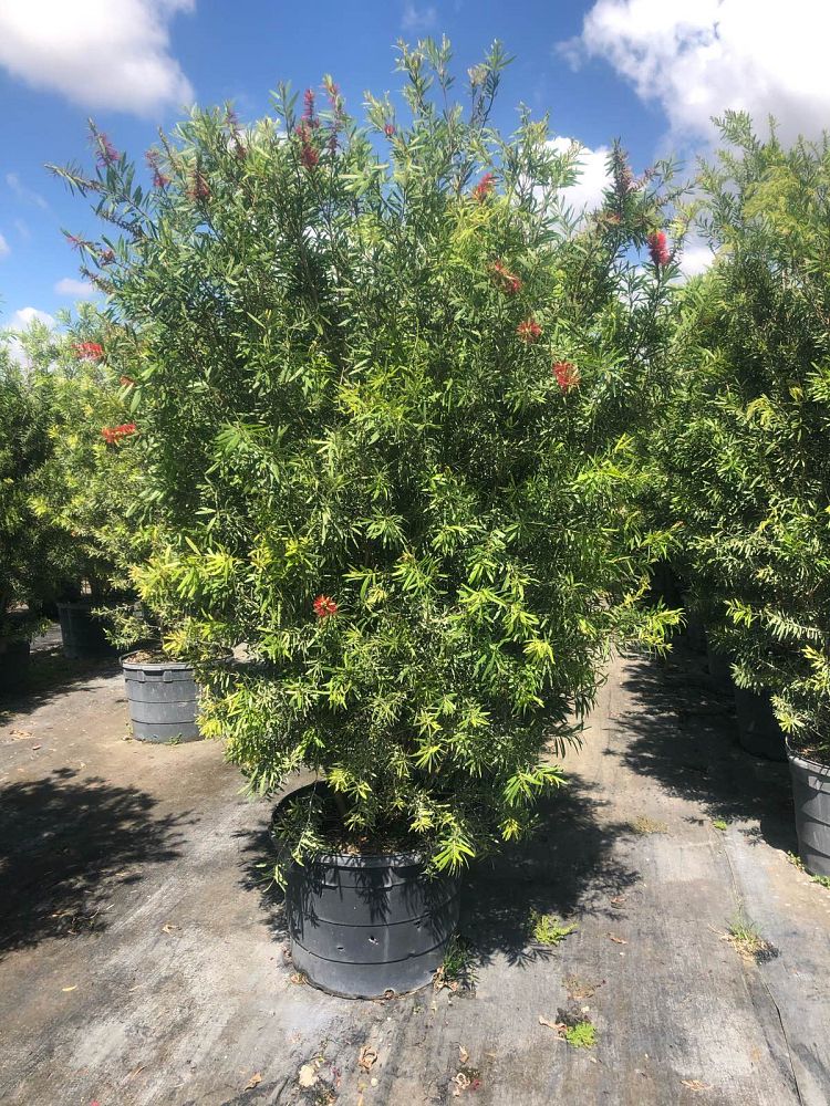 callistemon-red-cluster-bottlebrush