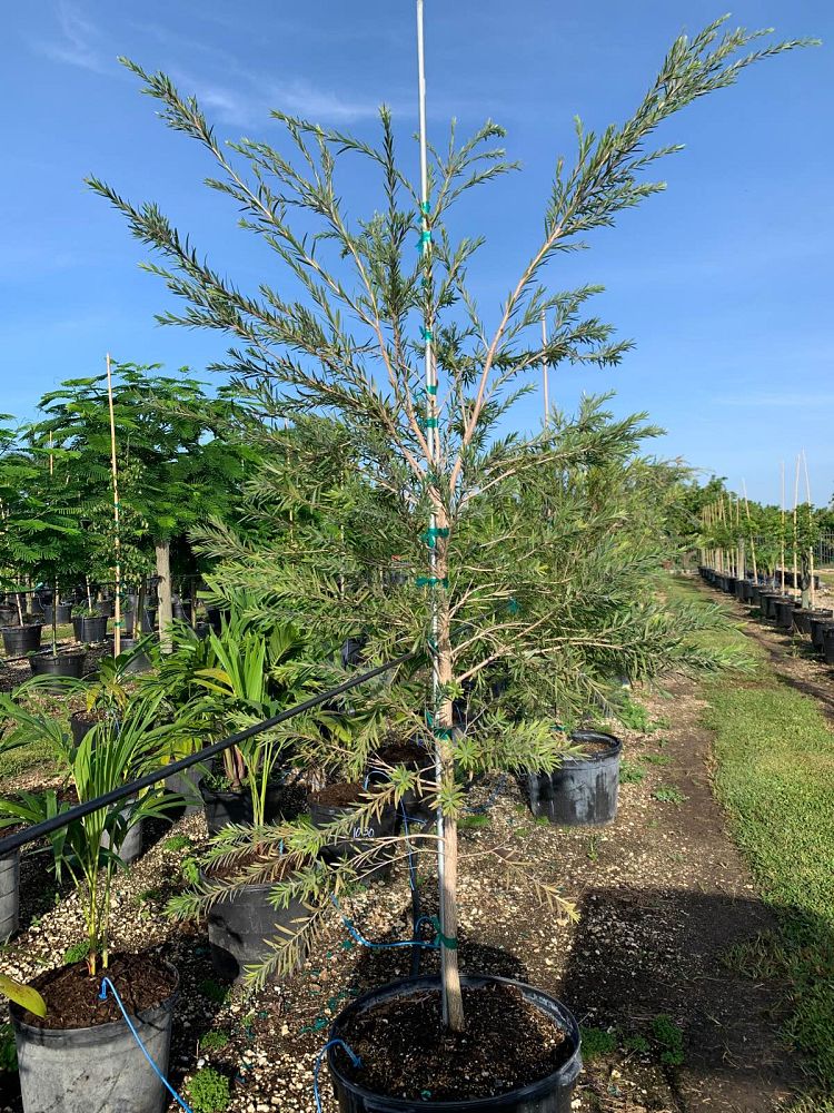 callistemon-red-cluster-bottlebrush