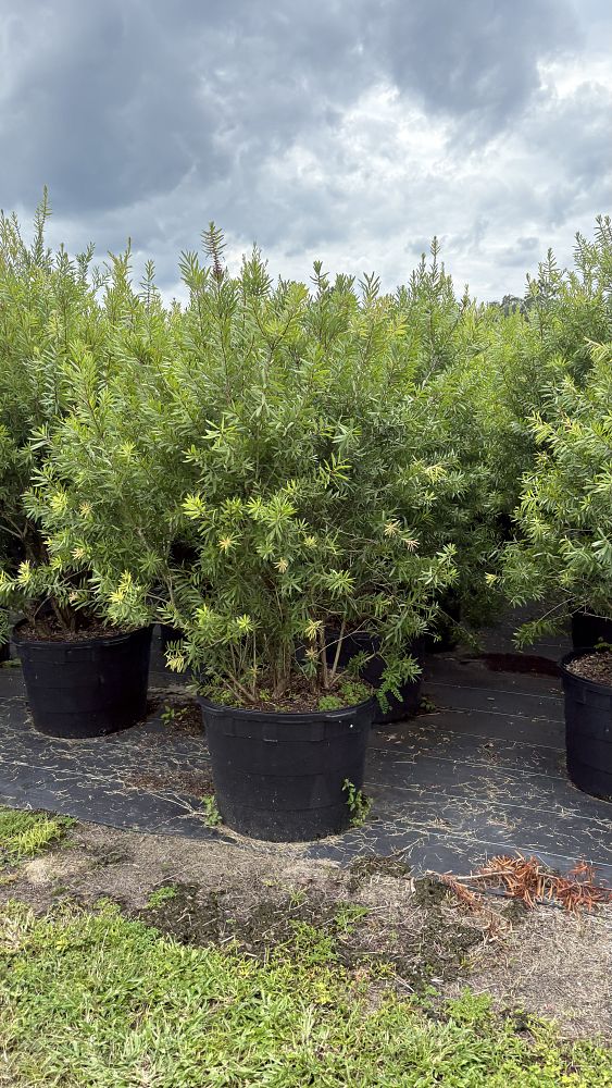 callistemon-red-cluster-bottlebrush