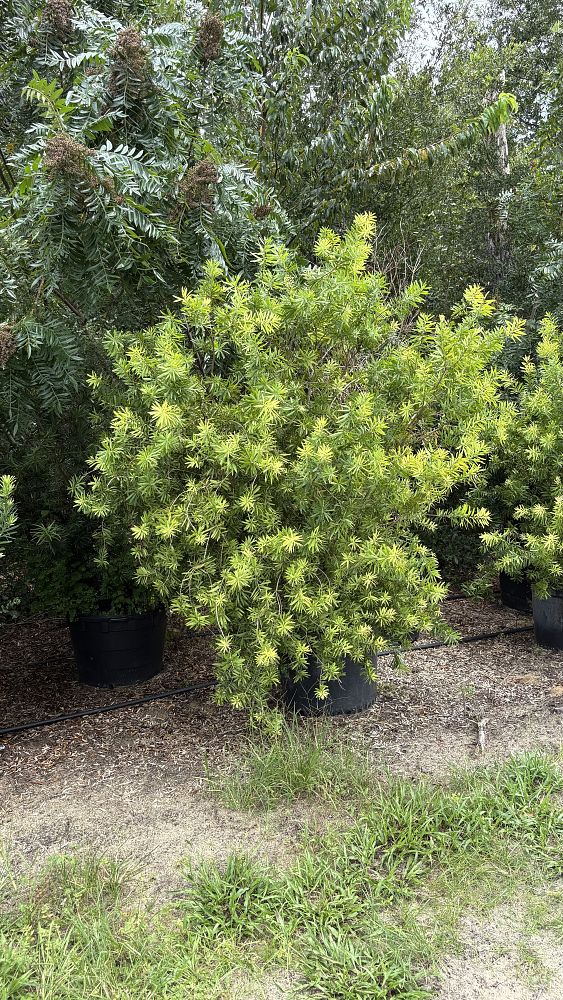 callistemon-red-cluster-bottlebrush