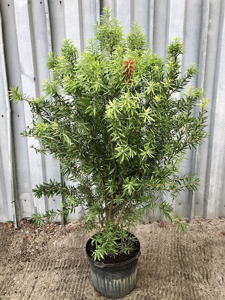 callistemon-red-cluster-bottlebrush