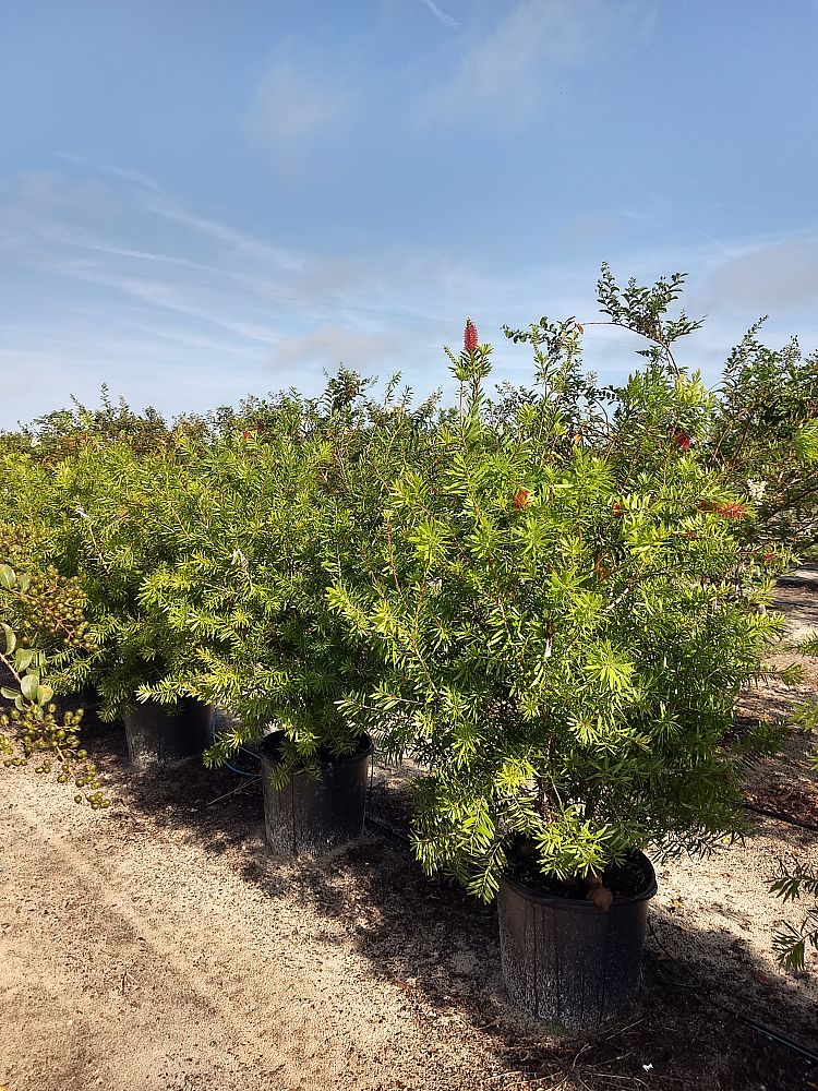callistemon-red-cluster-bottlebrush