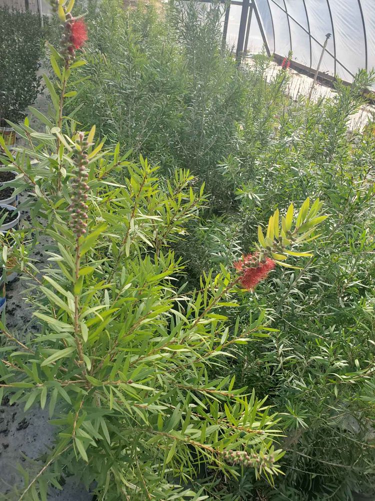callistemon-red-cluster-bottlebrush