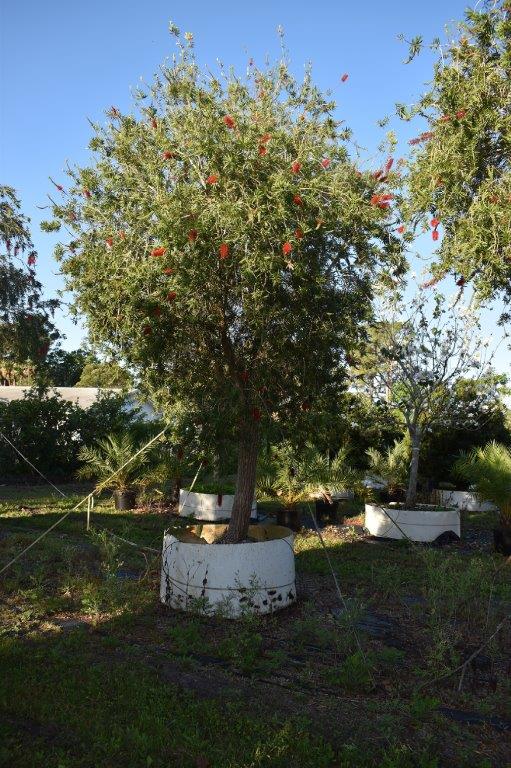 callistemon-red-cluster-bottlebrush