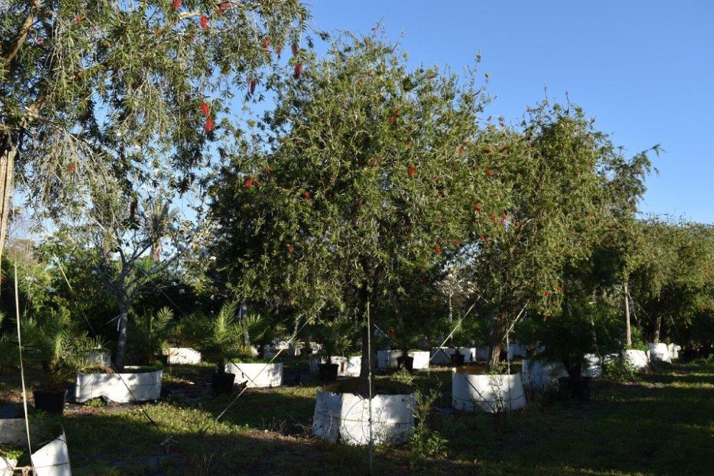 callistemon-red-cluster-bottlebrush