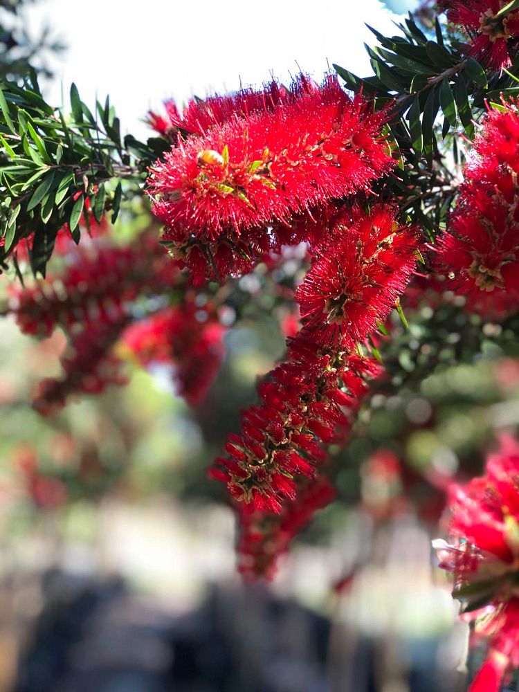 callistemon-red-cluster-bottlebrush