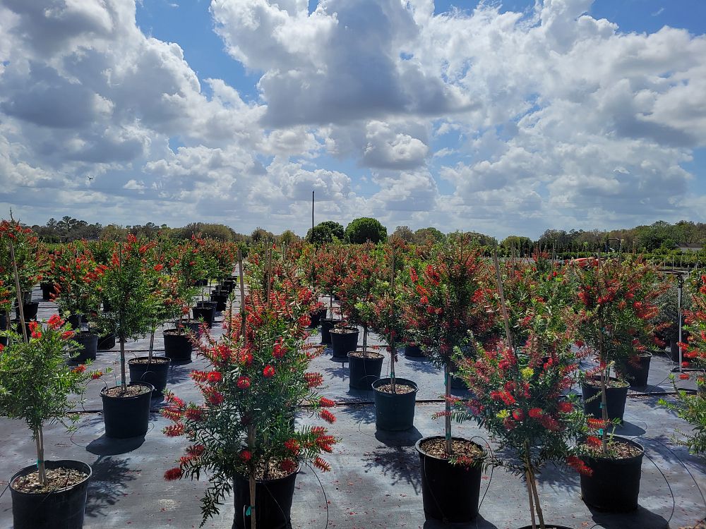 callistemon-red-cluster-bottlebrush