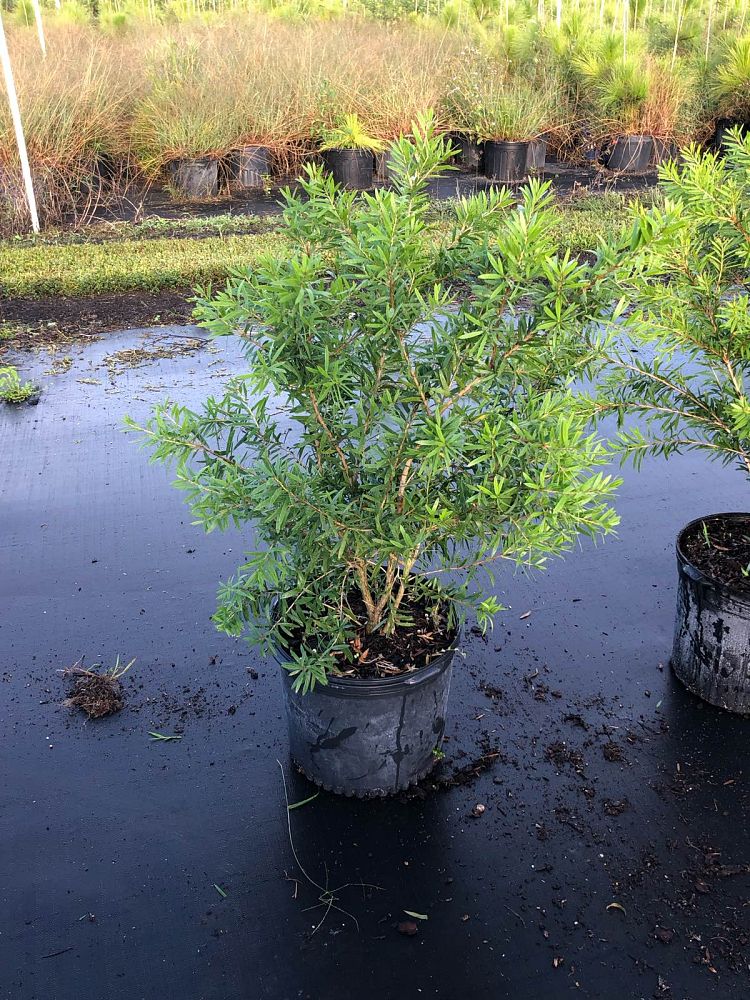 callistemon-red-cluster-bottlebrush