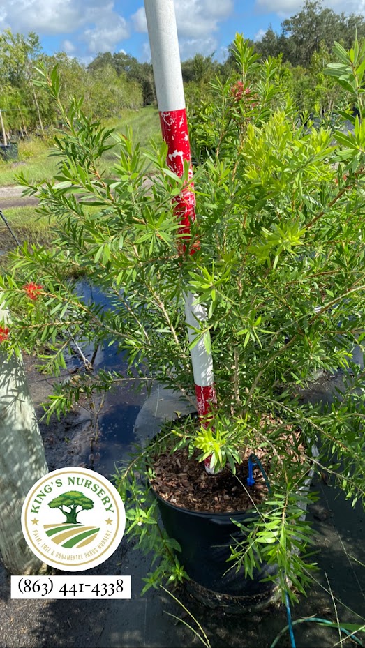 callistemon-red-cluster-bottlebrush