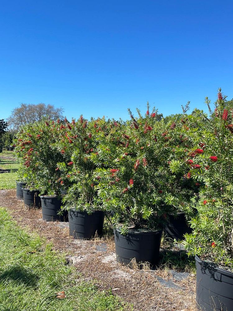 callistemon-red-cluster-bottlebrush