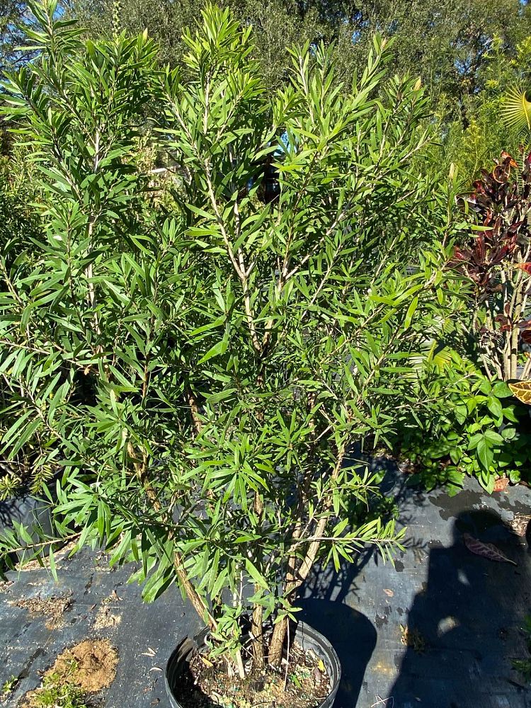 callistemon-red-cluster-bottlebrush