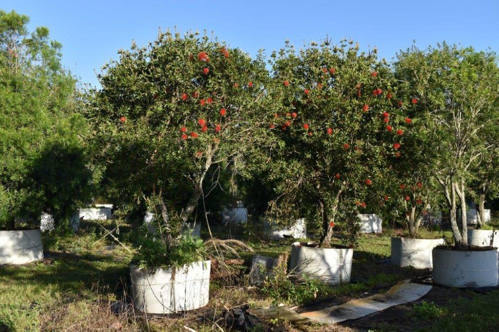callistemon-red-cluster-bottlebrush