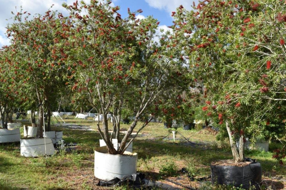 callistemon-red-cluster-bottlebrush