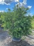 callistemon-red-cluster-bottlebrush