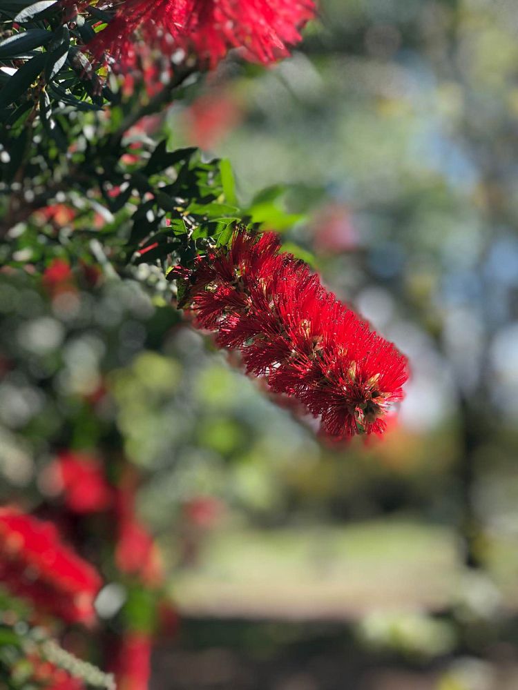 callistemon-red-cluster-bottlebrush