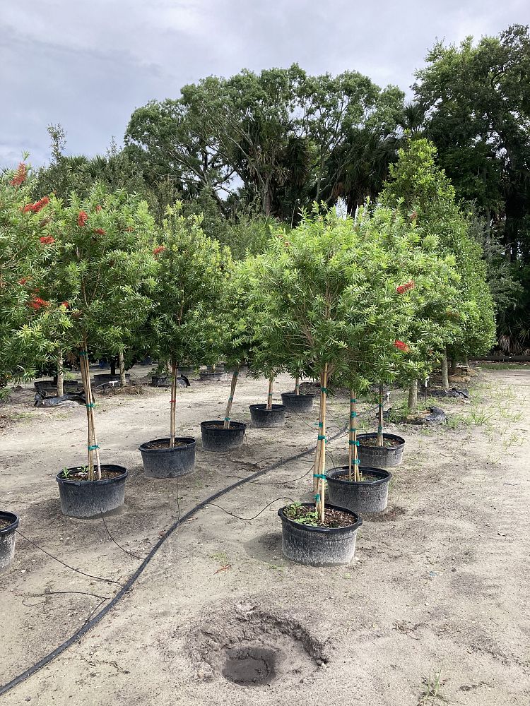 callistemon-red-cluster-bottlebrush
