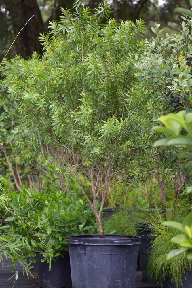 callistemon-red-cluster-bottlebrush