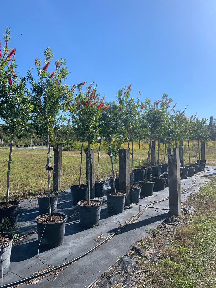 callistemon-red-cluster-bottlebrush