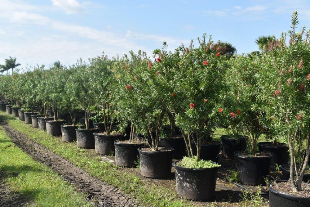 callistemon-red-cluster-bottlebrush