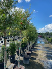 callistemon-red-cluster-bottlebrush
