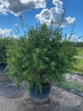 callistemon-red-cluster-bottlebrush