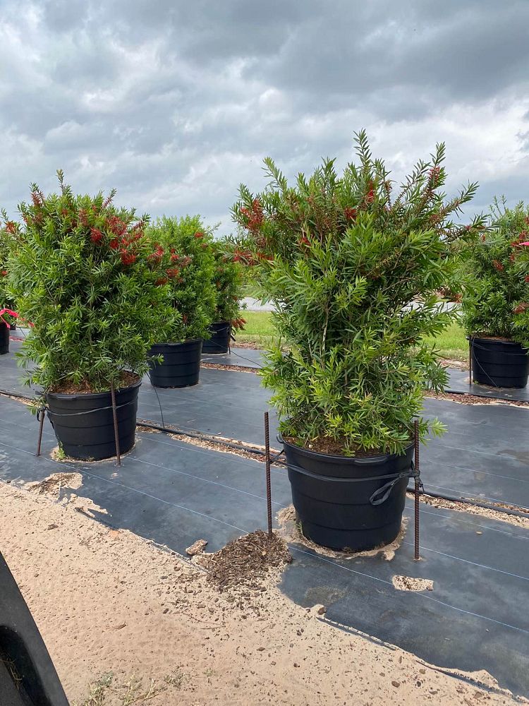 callistemon-red-cluster-bottlebrush