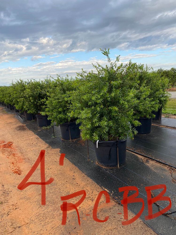 callistemon-red-cluster-bottlebrush