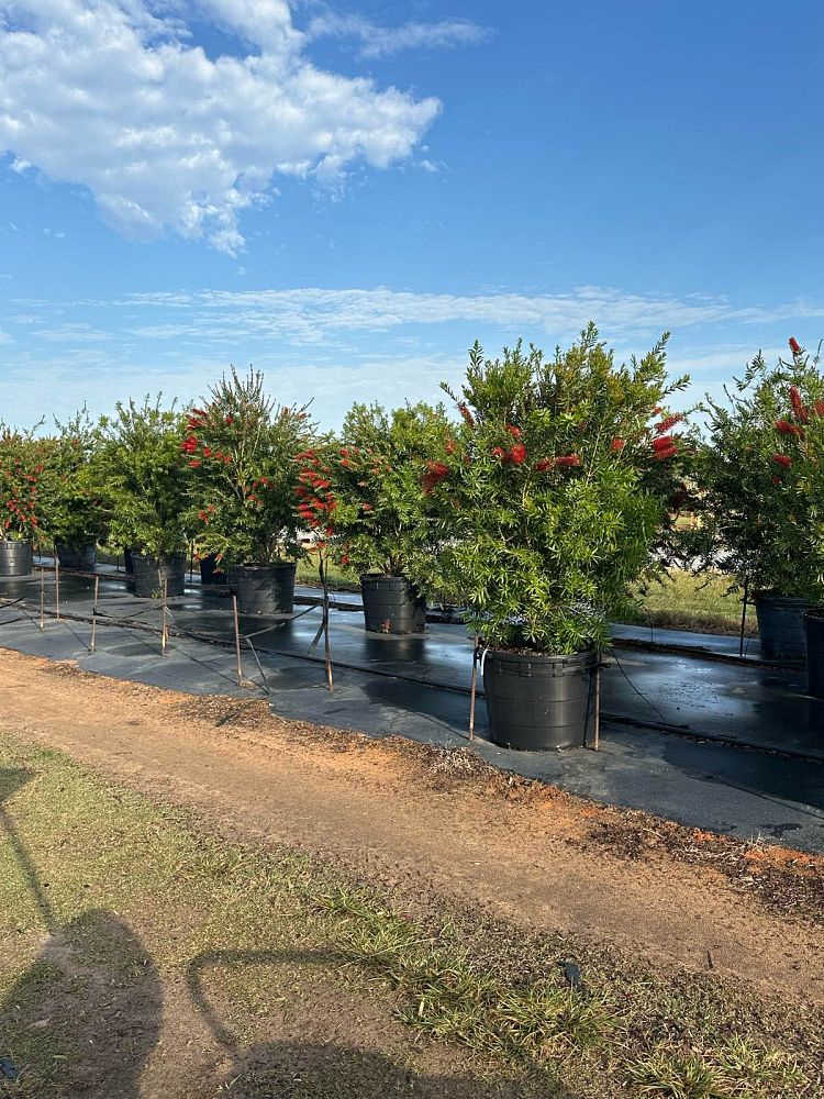 callistemon-red-cluster-bottlebrush