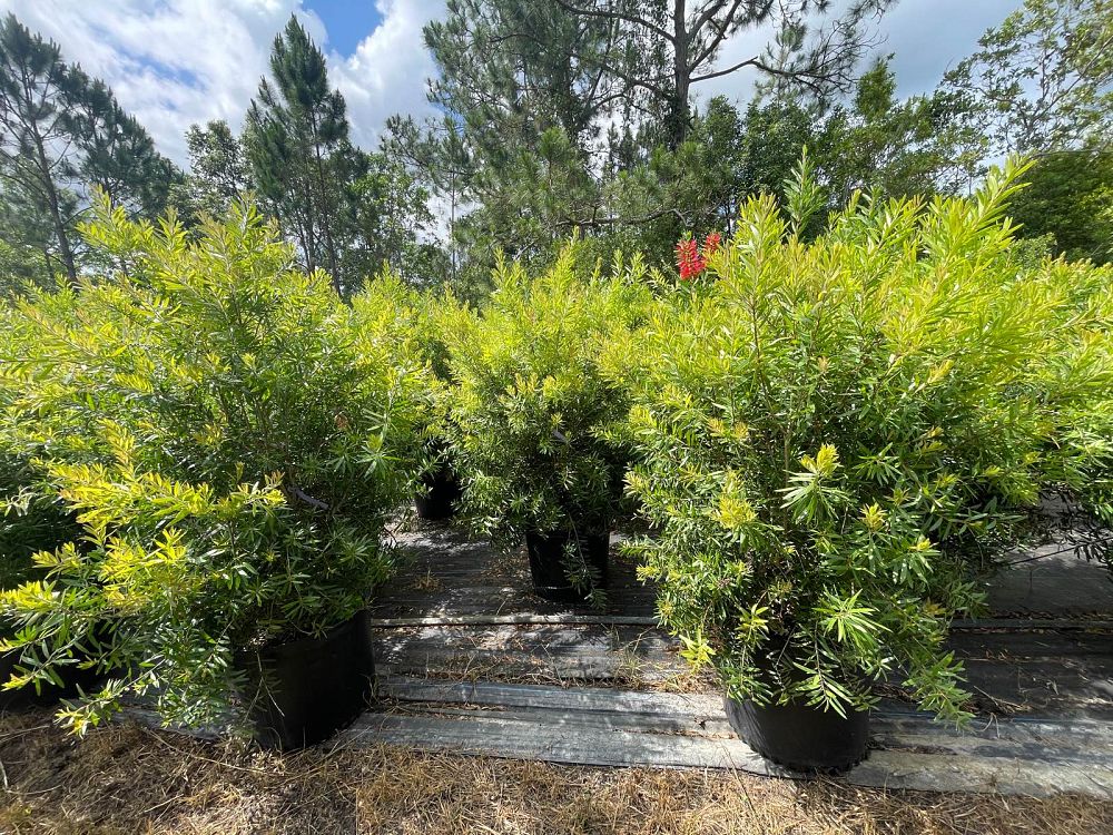 callistemon-red-cluster-bottlebrush