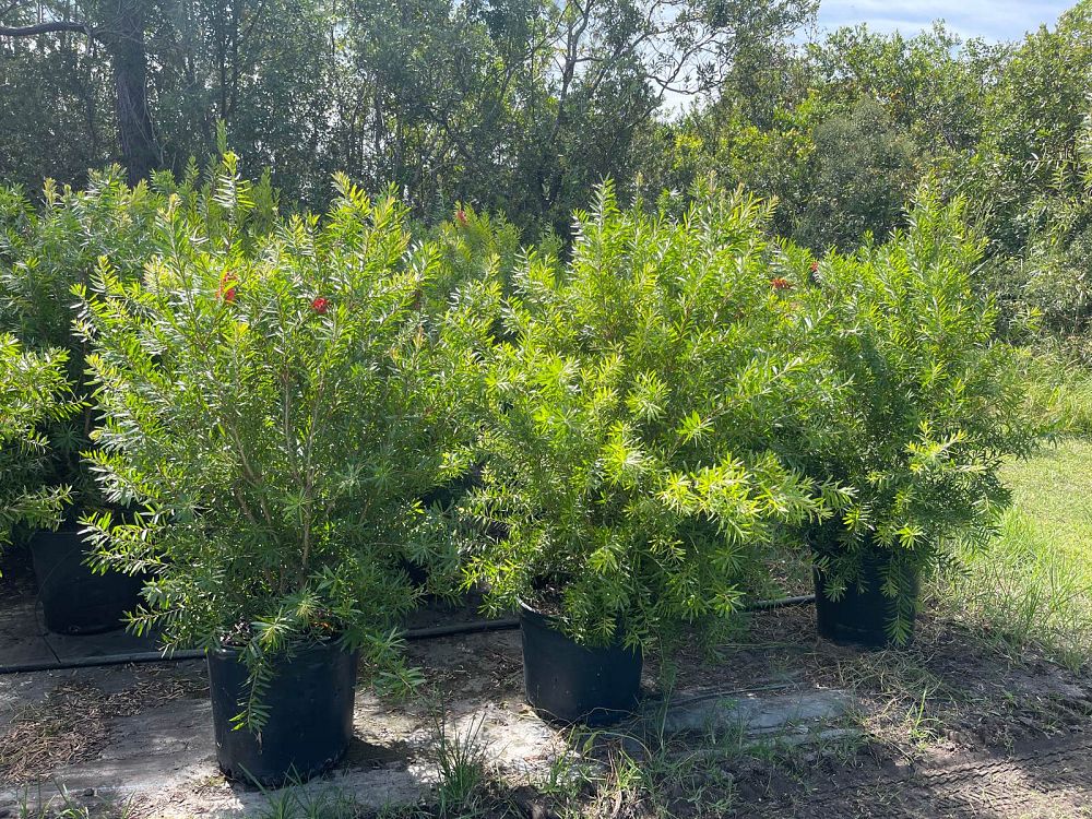 callistemon-red-cluster-bottlebrush