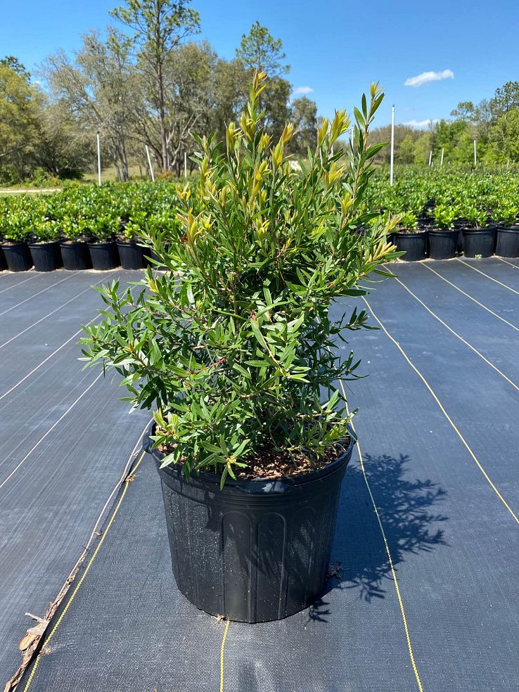 callistemon-red-cluster-bottlebrush