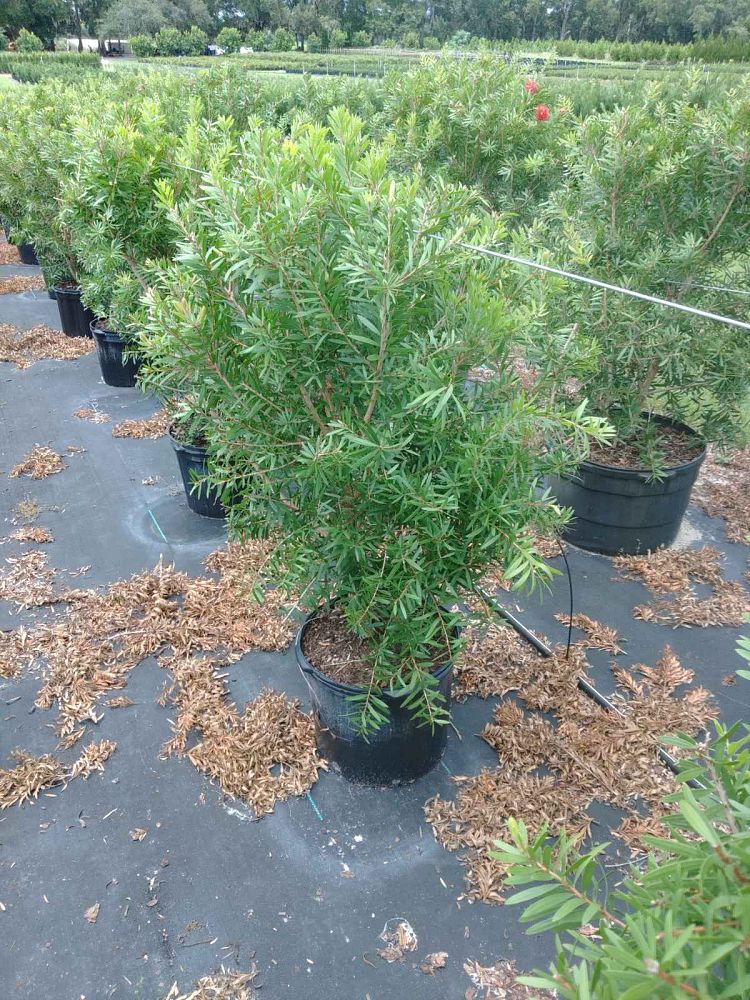 callistemon-red-cluster-bottlebrush