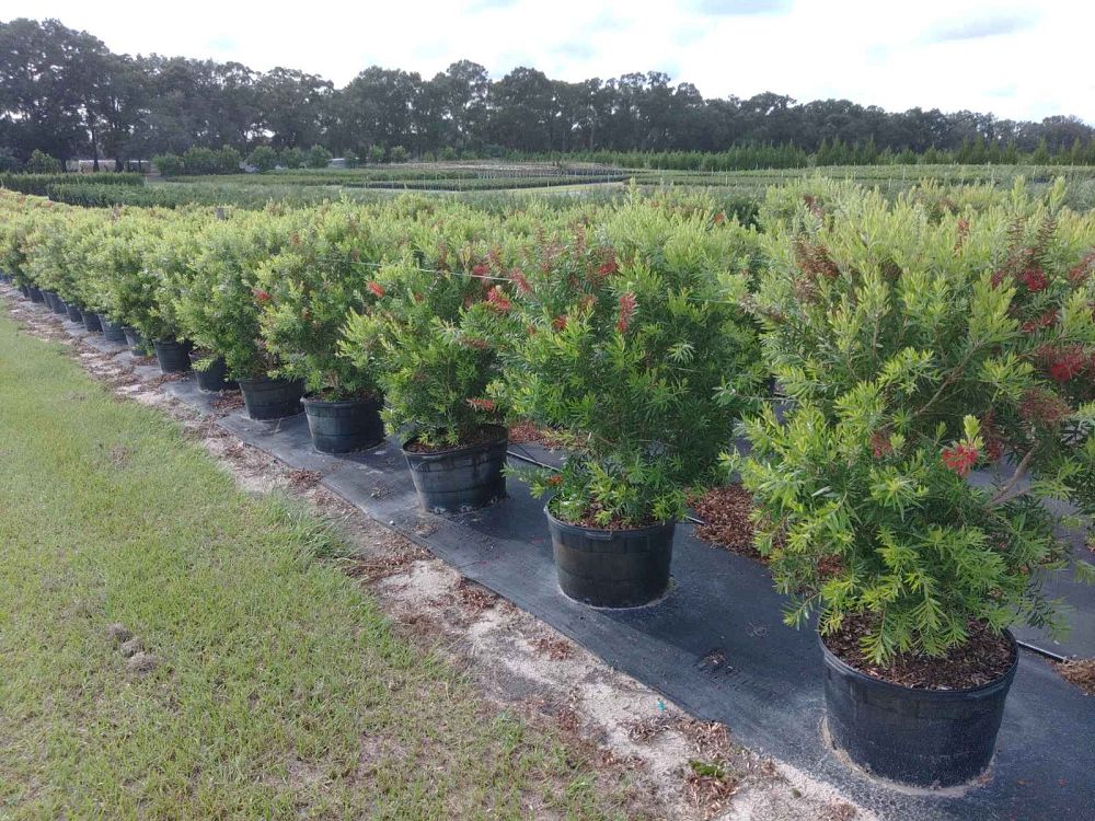 callistemon-red-cluster-bottlebrush