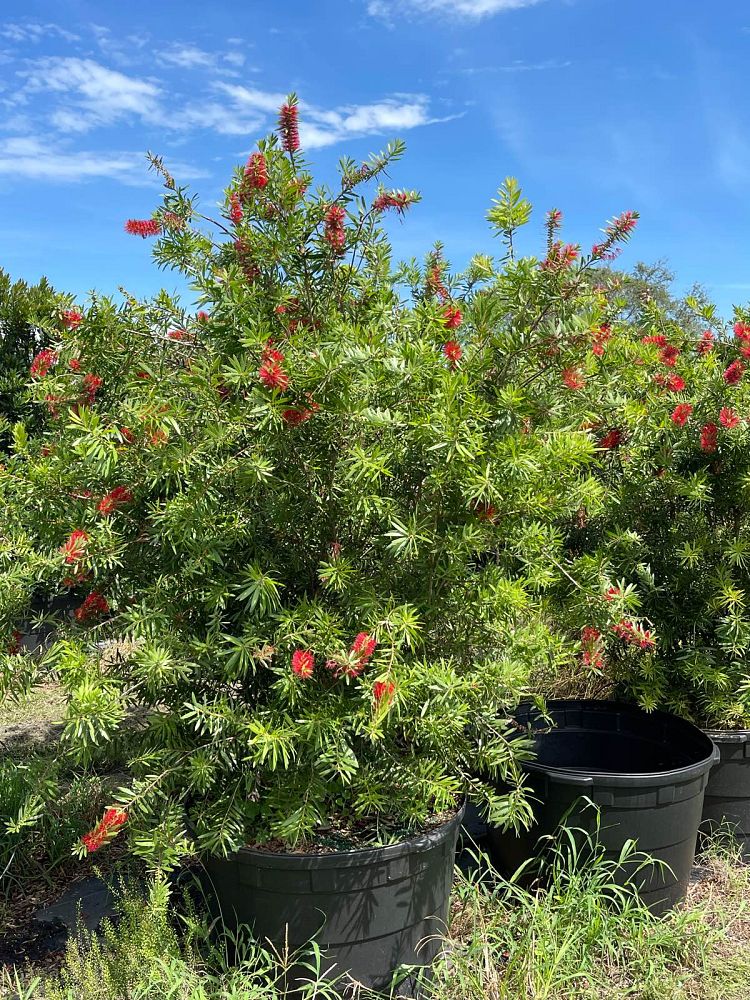 callistemon-red-cluster-bottlebrush