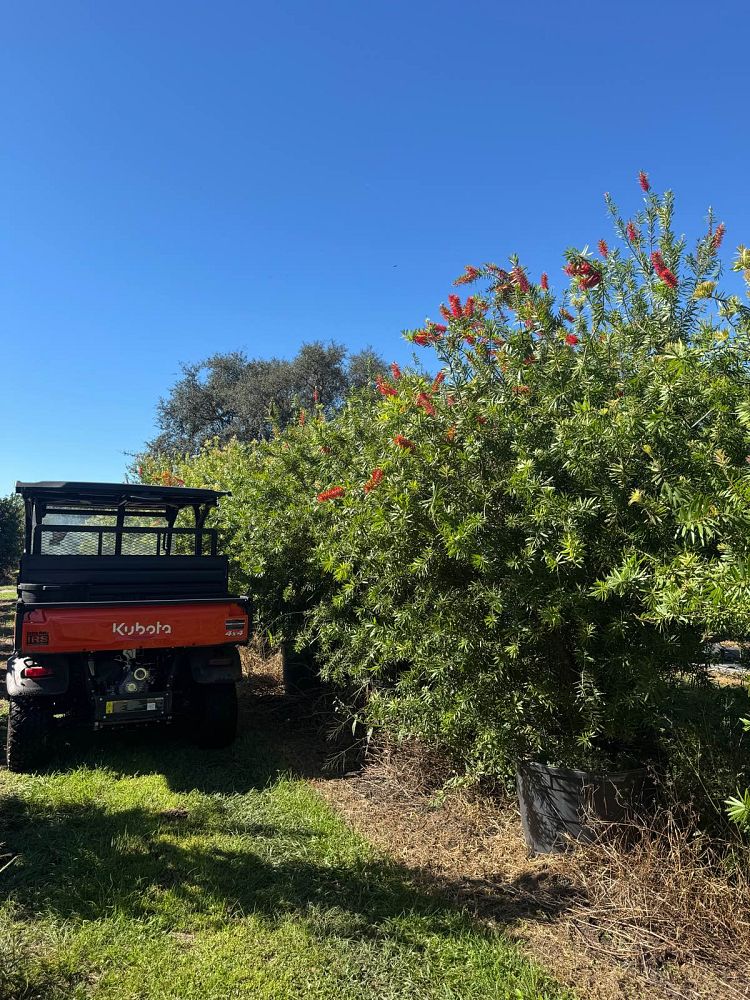 callistemon-red-cluster-bottlebrush